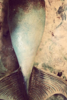 mermaid_tail.jpg